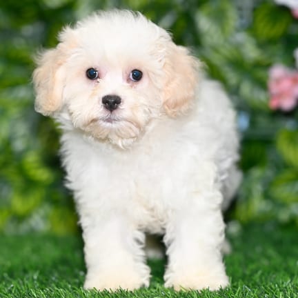 Cavachon F1B puppy named Freckles