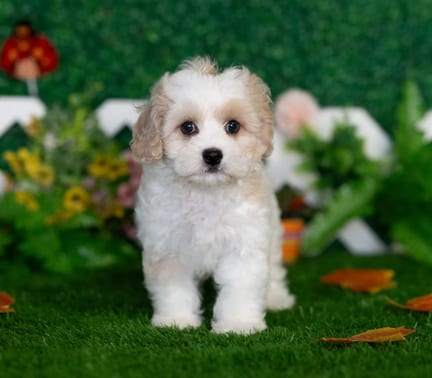 Cavachon puppy named Vaughn