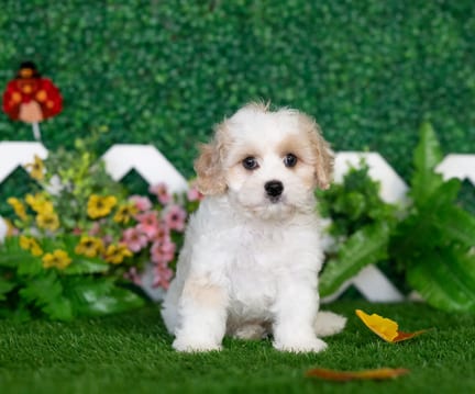 Cavachon puppy named Vaughn
