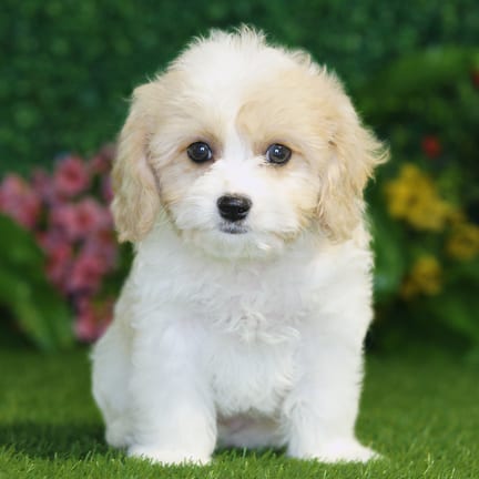 Cavachon puppy named Lila