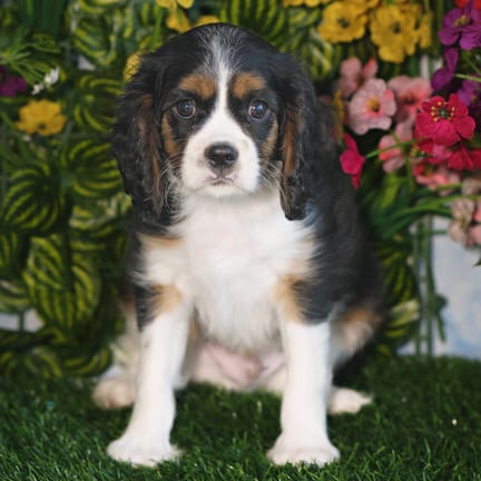 Cavalier King Charles Spaniel puppy named Remy