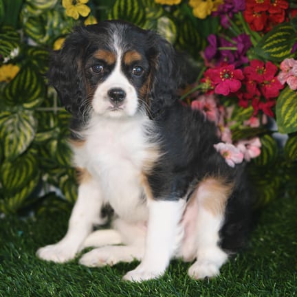 Cavalier King Charles Spaniel puppy named Remy