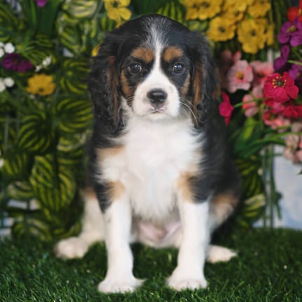 Cavalier King Charles Spaniel puppy named Remy