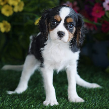 Cavalier King Charles Spaniel puppy named Carmella