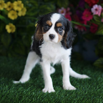 Cavalier King Charles Spaniel puppy named Carmella