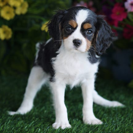 Cavalier King Charles Spaniel puppy named Carmella