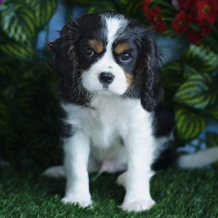 Cavalier King Charles Spaniel puppy named Corky