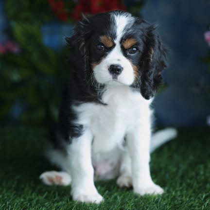 Cavalier King Charles Spaniel puppy named Corky