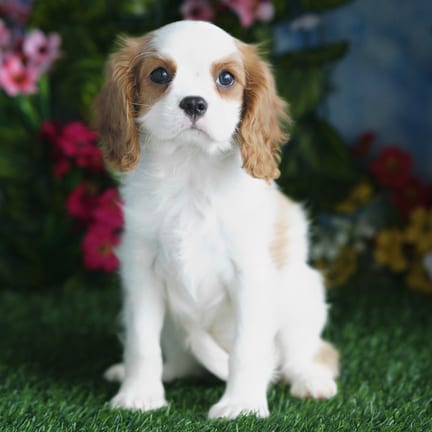Cavalier King Charles Spaniel puppy named Leia
