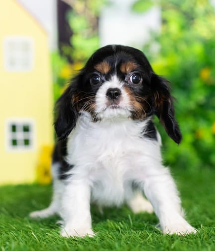 Cavalier King Charles Spaniel puppy named Reed