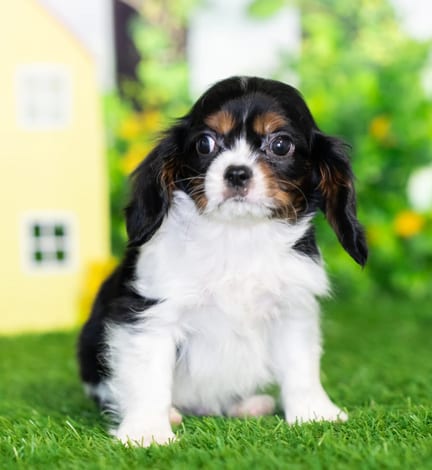 Cavalier King Charles Spaniel puppy named Reed