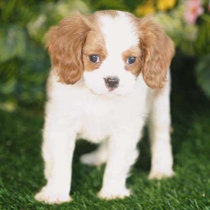 Cavalier King Charles Spaniel puppy named Baron