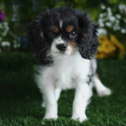 Cavalier King Charles Spaniel puppy named Reed