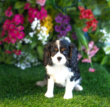 Cavalier King Charles Spaniel puppy named Isabelle
