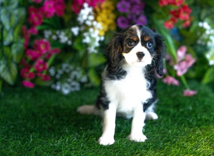 Cavalier King Charles Spaniel puppy named Isabelle