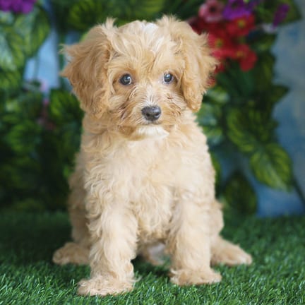 Cavapoo F1B puppy named Bentley