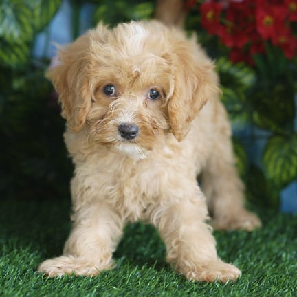 Cavapoo F1B puppy named Bentley