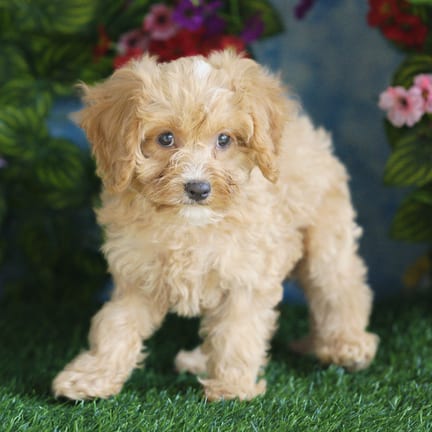 Cavapoo F1B puppy named Bentley