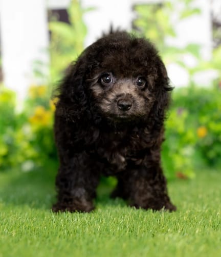 Cavapoo F1B puppy named Vince