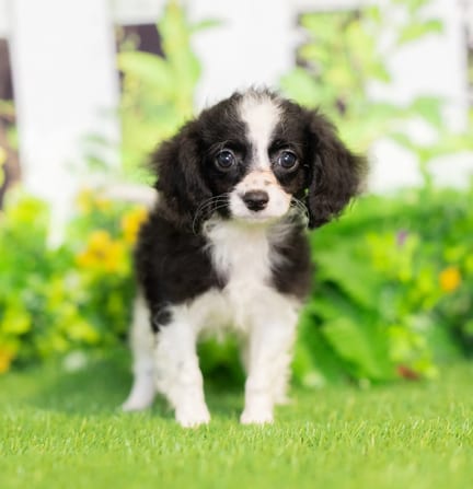 Cavapoo F1B puppy named Coco