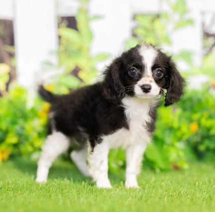 Cavapoo F1B puppy named Coco