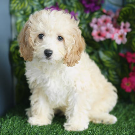 Cavapoo F1B puppy named Reginald