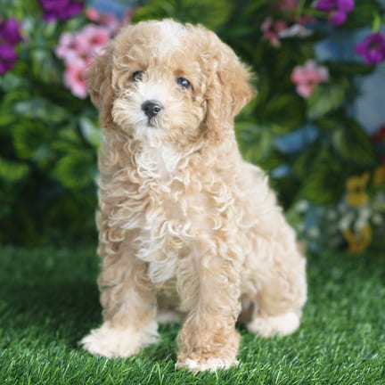 Cavapoo F1B puppy named Rosco
