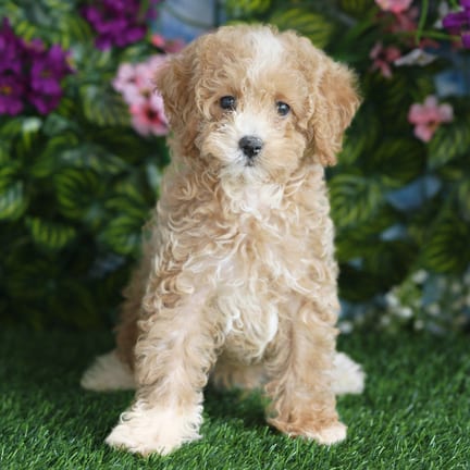 Cavapoo F1B puppy named Rosco