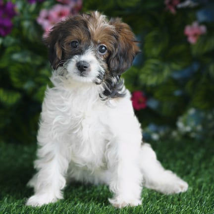 Cavapoo F1B puppy named Eden