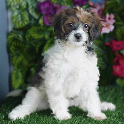 Cavapoo F1B puppy named Eden