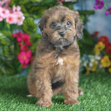 Cavapoo F1B puppy named Anna