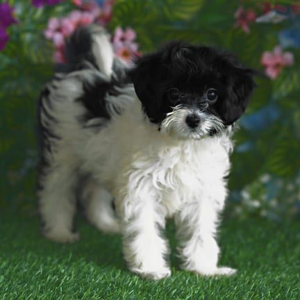 Cavapoo F1B puppy named Gumdrop