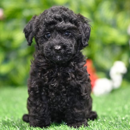 Cavapoo F1B puppy named John