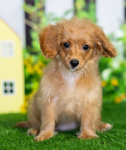 Cavapoo F1B puppy named Kendall