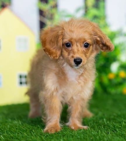 Cavapoo F1B puppy named Kendall