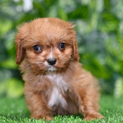 Cavapoo puppy named Blu