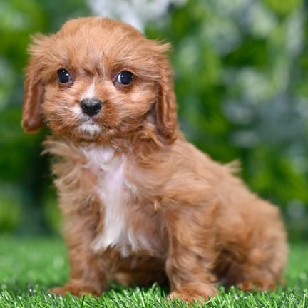 Cavapoo puppy named Blu