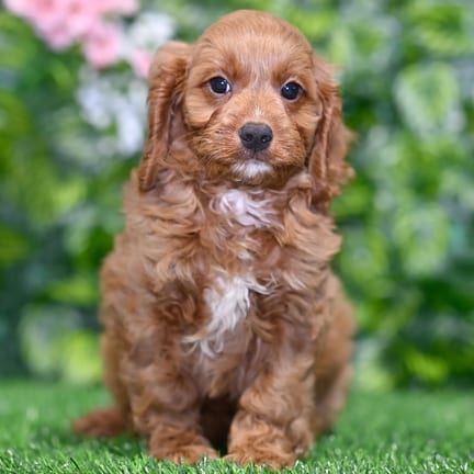 Cavapoo puppy named Bubba