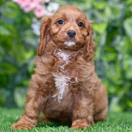 Cavapoo puppy named Bubba