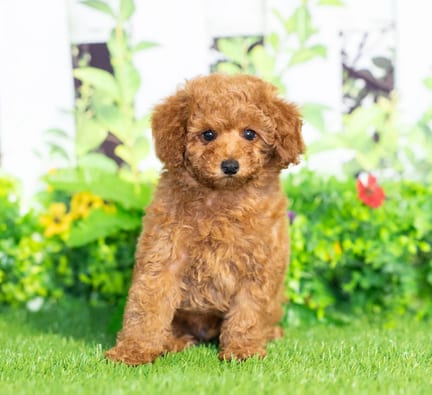 Cavapoo puppy named Ruger