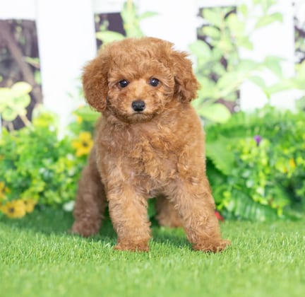 Cavapoo puppy named Ruger