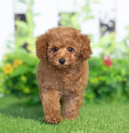 Cavapoo puppy named Ruger