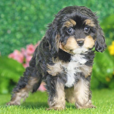 Cavapoo puppy named Shadow