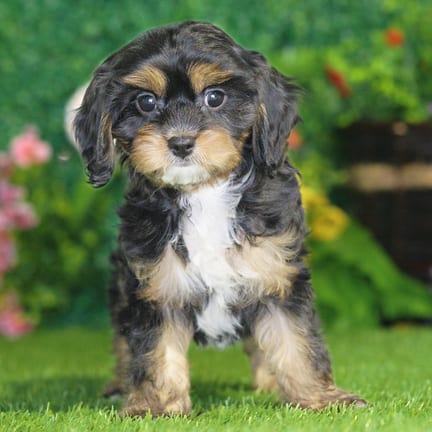 Cavapoo puppy named Piper