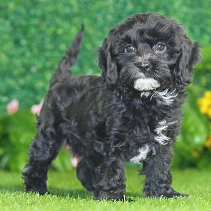 Cavapoo puppy named Bennett