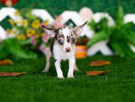 Chihuahua puppy named Charlie