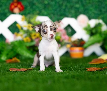 Chihuahua puppy named Charlie