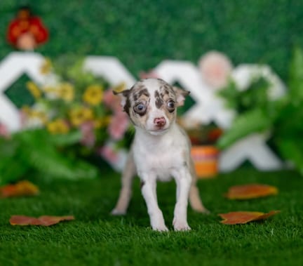 Chihuahua puppy named Charlie
