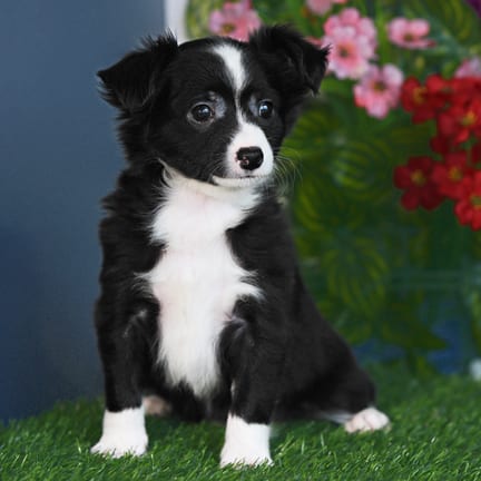 Chihuahua puppy named Ringo