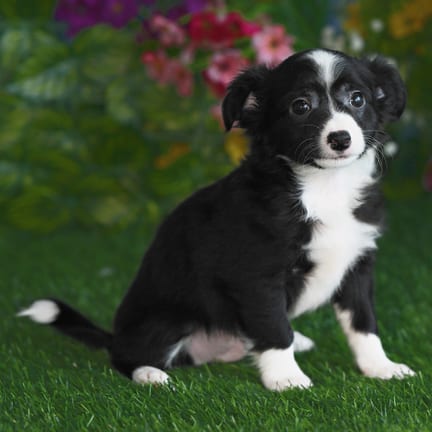 Chihuahua puppy named Ringo